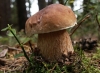 Foire aux champignons - Saint-Cirgues-en-Montagne
