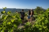 L'été au Caveau de Valvignères: Visite de Cave - Valvignères