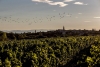 Le Week-End Vigneron : Visite de Vignobles - Alba-la-Romaine