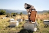 Les Estivales : La passion de l'abeille, de sa naissance au pot de miel - Arcens