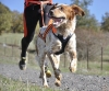 Les Rendez-vous Sport & Nature : cani-balade - Boffres