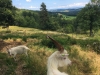 Les Secrets de la Ferme : Ferme de Vidal - Boffres