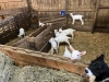 Les Secrets de la Ferme - Saint-Péray