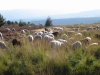 Soirée pastorale avec le berger - Montselgues