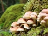 Sortie champignons - Lanarce