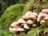 Sortie champignons - Lanarce