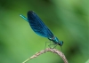 Sortie libellules - Saint-Alban-en-Montagne