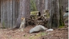 Survival Game - Lachapelle Graillouse