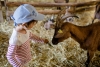 Un après-midi à la ferme du coudoulet: Découvrir les chèvres du plateau ardéchois - Mézilhac