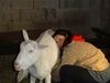 Visite de ferme - Chèvres - Mazan-l'Abbaye