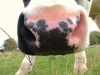 Visite de ferme - Vaches laitières - Cellier-du-Luc