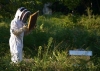 Visite de la miellerie du Berger des Abeilles - Montselgues