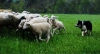 Visite à la ferme - 