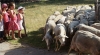 Visite à la ferme - 