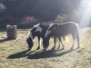 Voyage aux pas des chevaux. Une journée nature dans la vallée de la Lande - Ailhon