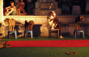 Photo CLODOSHOW : Des spectacles canins pour tous