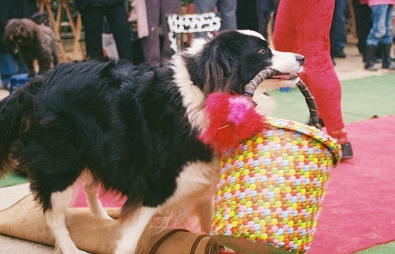 Photo CLODOSHOW : Des spectacles canins pour tous