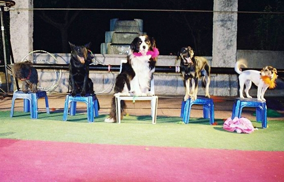 Photo CLODOSHOW : Des spectacles canins pour tous