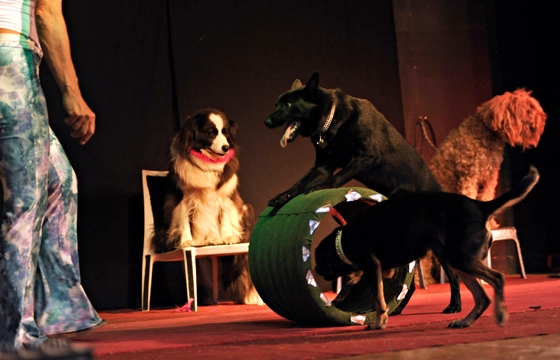 Photo CLODOSHOW : Des spectacles canins pour tous