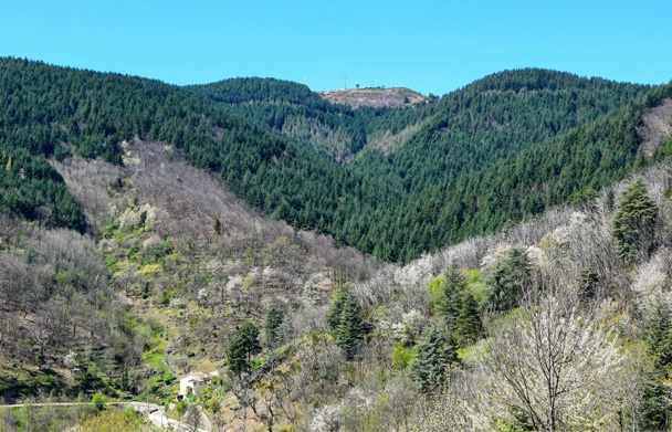 Photo Groupement Forestier de Sainte Marguerite